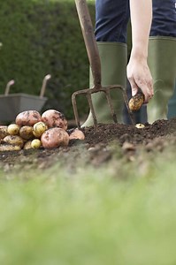 How to Add Sulfur to Potato Beds