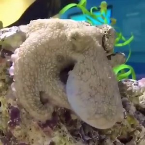 🐙 Even though this octopus is sleeping, its skin is wide awake: https://bit.ly/40oXqHO ‎ ‎ ‎ ‎ ‎ 🎨 While its dreaming, its chromatophores change color. What would an octopus dream about? ‎ ‎ ‎ ‎ ‎ ‎ ‎ ‎ ‎ ‎ ‎ ‎ ‎ ‎ ‎ #Octopus #Octopoda #Camouflage #Chromatophores #Dream | Grays Harbor Historical Seaport