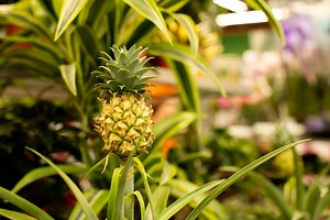 Miniature Pineapple Plant Care - Garden Guides
