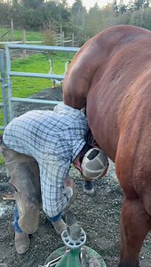 It’s been kind of a crappy last seven days but I have to tell you… What made my day today is my farrier… and Tate. Tate , as you know, is a handful and usually we have two men here to handle him so that no one gets hurt and that he has a good experience… today it was just me and one kind farrier. I didn’t know how it would go.. Tate can be an ass…. I said “ if we just do the fronts I will be happy”.. but we did all four and really he was such a good boy! He had a few moments where we played good