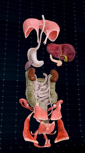 Anatomy of the Human Body ✨ . . Diaphragm: A muscle that contracts and relaxes to facilitate breathing by allowing air to enter and exit the lungs. Liver: Filters toxins from the blood, produces bile which aids in digestion, and plays a vital role in metabolism. Pancreas: Regulates blood sugar levels through insulin and glucagon production, and releases enzymes that aid in the digestion of proteins, fats, and carbohydrates. Stomach: Uses gastric acids and enzymes to break down food into a semi-l