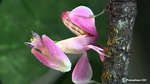 The Fearsome Orchid Mantis Is Camouflaged To Look Like an Orchid Flower