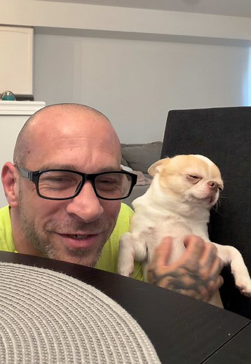 Rudy the Chihuahua: cutest dog sitting like a person