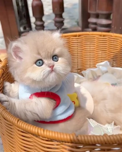 16K views · 1.5K reactions | Beautiful baby kitten  Meow Lover #kitten | Meow Lover | Facebook