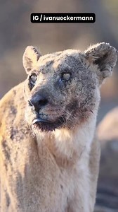 2.2K views · 44 reactions | Lioness Mathata is believed to be the oldest known lioness in the wild. She belongs to the Kwena pride, led by the Mahiwa male lions, and at 19 years old, she bears the warrior-like details on her face. [ ivanueckermann] | Tales Of Africa | Facebook
