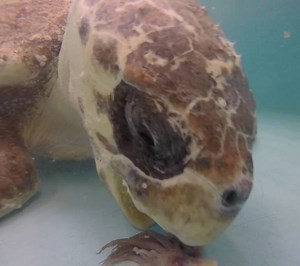 3K views · 158 reactions | Loggerhead sea turtles (Caretta caretta)...