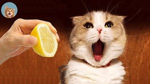 1.6M views · 54K reactions | Try Not To Laugh - Dogs And Cats Reaction | MEOW | Facebook