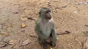 2.2K views · 146 reactions | Youngest female monkey pregnant! Anita will become a mother soon  | American Monkeys | Facebook