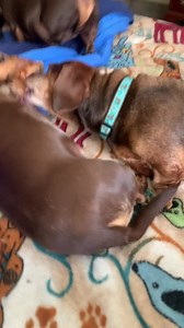 14K views · 2.6K reactions | Happy Saturday everybody! We are looking forward to fall weather in Arkansas next weekend! | The DACH Sons | Facebook