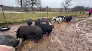 11K views · 1.1K reactions | It’s muddy, wet, chilly and just generally unpleasant but there are Honey Nut Cheerios on top of the pig feed so breakfast is still popular! 拾拾 Please don’t tell the pigs that I buy the generic Walmart Cheerios. They are pretty snobby and I can’t tell the difference except for the price. If they could read then I would have to hide the boxes.浪浪 | Frog Song Farm Sanctuary | Facebook