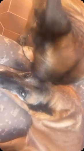 Cuidar a tu familia es lo que lo hace una familia. Turbo FAS y Henko Guardia Civil. | Héroes de 4 patas