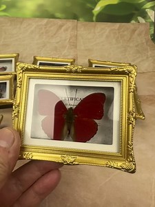 1Pcs Real Butterfly Framed Handmade, Taxidermy Butterfly Shadow Box Collection, Framed Butterfly Taxidermy for Oddities and Curiosities Gifts Tabletop Ornaments (C-Butterfly Specimen+Photo Frame)