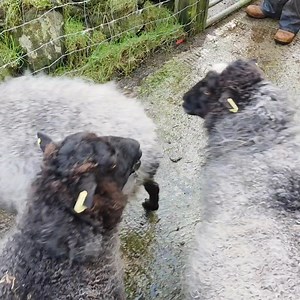 6.1K views · 211 reactions | Happy new year everyone! Firstly - My...