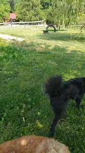 Heavenly Hounds Lounge LLC. on Reels