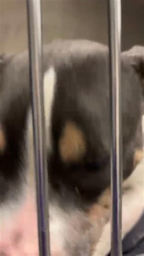 🚨🚨MIAMI FL- ANOTHER DOG EXTREMELY SICK WITH UPPER RESPIRATORY INFECTION. Dogs are getting euthanized at the shelter due to this illness . This is MAY listed as a 2 year old brindle female American bulldog Animal ID #A2664203 ‼️Miami Dade Animal Service 3599 NW 79th Avenue, Doral, Florida 33122 Call (305) 884-1101 or email adoptmiamipets@miamidade.gov | Urgent Dogs and Cats of Miami