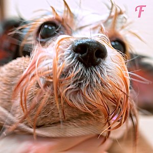 55K views · 1.1K reactions | Boy and groomer give homeless dog new lease on life. | Fabiosa Hearty | Facebook