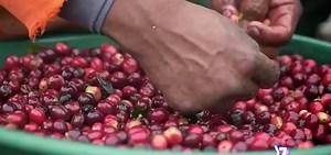 Conozca los retos y desafíos para la recolección de Café de Costa Rica para la cosecha 2020-2021. Agradecemos al programa 7 Días por esta nota que refleja la realidad de nuestra Sector Cafetalero Nacional. #AcogerCafé #JaleACogerCafé #CaféDecostaRica | Instituto del Café de Costa Rica - ICAFE