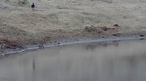 17K views · 131 reactions | Brand_NEW_Blacksmith_Lapwing_chick_hatched | WildEarth Cam | Facebook