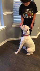 Houston Boxer Rescue on Reels | Facebook