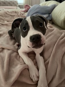 42K views · 4K reactions | Franklin knows how to whisper. Well not really but he’s trying hard  ♥️ What a good boy he is, to apply - https://www.mopitbullrescue.org/franklin | Missouri Pit Bull Rescue | Facebook