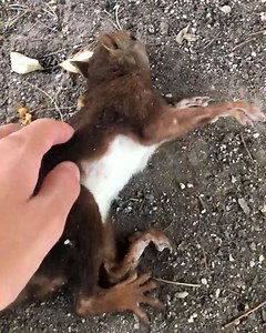This guy had to act fast when he saw a squirrel having a seizure 🥺🙏 | Furry Tails