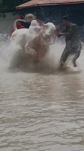 771K views · 10K reactions | MASHA ALLAH ❤️ . . . . . #cow #farm #cattle #Bulls #cattlefarm #cattlefarming #MandiCattleLover #SHOUKEEN #Gulabi #Shoq #livestock #livestockfarming #eiduladha #Qurbani #cattlemarket #cattleman #mandi #bakraeid #MaweshiMandi #beauties #farmersmarket #sohrabgothmandi #farming #malirmandi #cattleranch #farmanimals #barish #bhainscolony #rain #NorthernBypassMandi #Goats #Camels #WaterPark | Mandi Cattle lover | Facebook