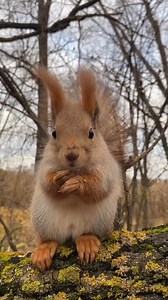 Do You Love Me? 🐿️🥰 #squirrel #squirrellove #squirrellife #squirrelreels #squirrelhunting #squirrelwhisperer #squirrelfanworld #squirrelfriends #squirrelsquad #squirrelmonkey #squirrelwatching #squirrelsofintagram #squirrelphotography #squirrellover #squirrelfriend #squirrelgirl #squirrelmom #squirrelbaby #squirrelrescue #squirrelflight #squirrely #squirreltattoo #squirrel_love #squirrelappreciationday #squirrelfanclub #squirrell #squirrelhill #squirrelonig #redsquirrel #squirrellovers | Squir