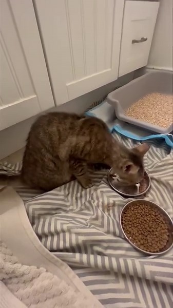 "Tallera" - The crippled cat we just couldn't leave behind 🙁 This beautiful one year old tiger striped kitty was living in the nursing home in Daytona Beach where we went yesterday. As we were getting ready to leave, they started talking about this crippled cat that the woman was so worried about that nobody was going to take and she had no idea what she would do with her. I hadn't even realized the cat had been under one of the bird cages, the whole entire time that we were getting the birds t