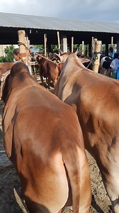 1lack 35 thousands taka cow in bangladesh cow market 2023 | FishingBd420