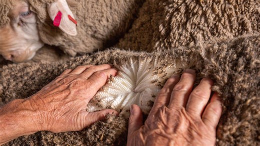 Wool price up, volume down