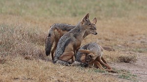 There are three species of jackal... - Ol Pejeta Conservancy
