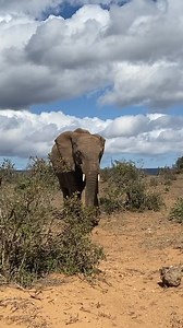 🇹🇿✨ 7 DAYS OF PURE ADVENTURE IN TANZANIA! ✨🦁 For 2 people • Luxury • Big Cats • Unforgettable Moments Day 1 – Arusha 🌿 Arrive, unwind, taste local coffee, and get ready for adventure. Day 2 – Tarangire 🐘 Explore the land of giant baobabs & massive elephant herds. Sunset safari vibes! Day 3 – Tarangire Magic 🌅 Sunrise game drive, predators hunting, endless plains & optional night game drive. Day 4 – Serengeti Bound 🐆 Enter the world’s greatest wildlife stage! Lions, cheetahs, and golden sa