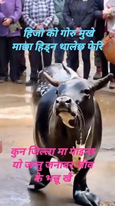 145K views · 1.4K reactions | यो सायद आधुनिक टेक्निक को कमाल हुनु पर्छ ।जसले बनाए पनि खुब मिहेनत का साथ बनाएका रहेछन् तपाईं लाई कस्तो लाग्यो मत जाहेर गर्नुहोला । जयतु। | Sumeru Himalayan Magnetism NLP | Facebook