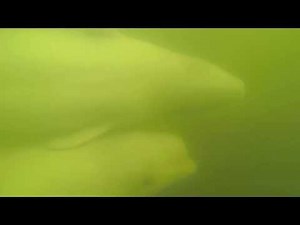 Beluga Whale Kisses GoPro Camera