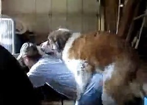 Aesthetic dog bestiality porn with a sensual animal.mp4
