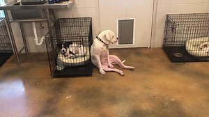 9.3K views · 1.2K reactions | Squishy is falling asleep sitting up. She has a full belly, she’s enjoying the music and life is good. #LoveWins #LoveMeSomeSquishy | Tracy’s Paws Rescue | Facebook