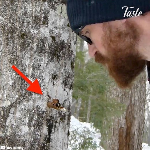 With the melting snow comes the old ritual of boiling down maple sap into sweet, sticky syrup. Credit: Bus Huxley (bit.ly/BusHuxley) | Taste Life