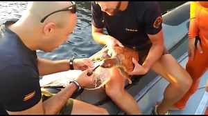 190K views · 4K reactions | El personal de la Armada Española demuestra una vez más su compromiso con la defensa de los animales y el medioambiente. Miembros de la Unidad de Buceadores de Medidas Contraminas de la Armada, liberan a una tortuga atrapada en plástico en aguas de Cartagena. | Armada | Facebook