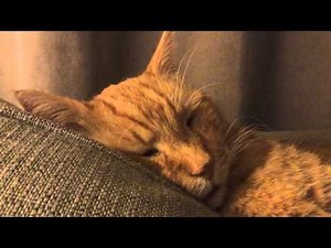 32 seconds of Homer snoring