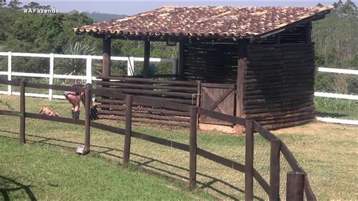 25K views · 1.3K reactions | Peões realizam as tarefas delegadas pelo Fazendeiro Yuri e André aproveita para pregar uma peça em Márcia Fu logo de manhã  Assine o #PlayPlus e tenha acesso à transmissão 24 horas de #AFazenda com 6 sinais exclusivos: PlayPlus.com | A Fazenda | Facebook