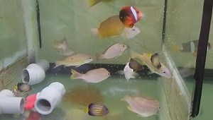 14 reactions | Bluestripe snapper 四線笛鯛 Lutjanus gibbus 隆背笛鯛 | Formosa fish Taiwan | Facebook