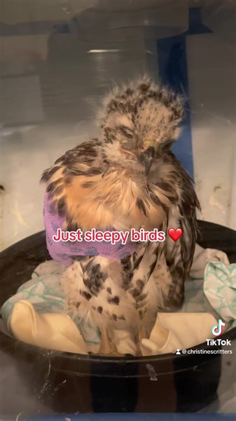 4.4K views · 331 reactions | We often get asked how birds sleep. Do they lay down? This video gives a glimpse into how they position themselves to sleep.  They turn their head to the back and tuck it in, sometimes while standing on one foot. Personally we don’t think there is anything cuter than a sleeping bird. ❤️ | Christine's Critters Inc. | Facebook