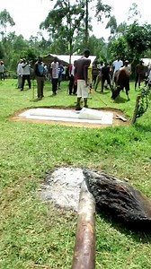 Bullfighting in the County Government of Kakamega #bullfighting #bullfighter #bullfights | Producer Kevin