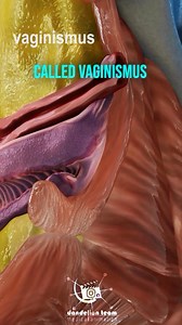 Education content: Understanding Pelvic Floor Muscles and Vaginismus We discuss the anatomy and function of pelvic floor muscles, including the pubococcygeus and bulbospongiosus muscles, which support pelvic organs and control urination. We explain how these muscles normally function during childbirth, but can sometimes involuntarily contract, leading to a condition called vaginismus where recurrent muscle spasms narrow the vaginal opening and create a sensation of blockage during penetration at