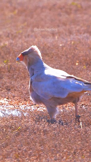 Caracara bird walking in field #bird #nature #wildlife #caracara #walking #beautiful #field HA18964 | HAWI Studios