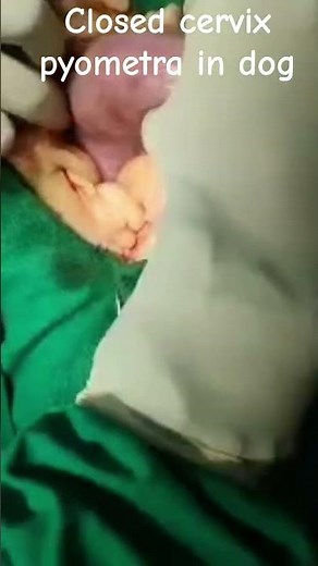 #closed cervix pyometra in a female Lab dog