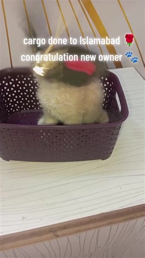 kitty corner on TikTok