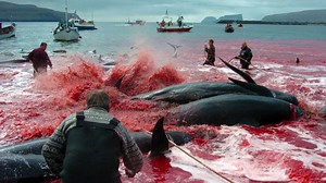 Journée mondiale des animaux : zoom sur les baleines à Maurice Une déclaration du ministre de l’Economie océanique et des ressources marines a outré plus d’un hier. En effet, Prem Koonjoo, a affirmé qu’il n’y a pas de baleine dans les eaux mauriciennes. Cependant, ces mammifères marins, s’y trouvent bel et bien. Il est même difficile de les rater, vu que certaines espèces qui fréquentent notre espace marin comptent parmi les plus gros animaux au monde et peuvent peser plusieurs tonnes. En cette 