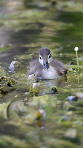 The longer you watch, the cuter it gets! Precious as can be Wood Duck duckling munching out. 🙂