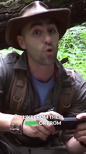 15K views · 123 reactions | Can porcupines shoot their quills? #porcupine #themoreyouknow #wildlife #bravewilderness | Brave Wilderness | Facebook